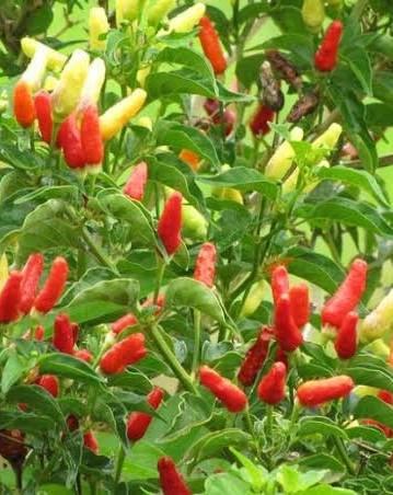 Chilli plants with red and yellow fruit