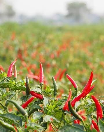 Rows of chilli plants with red fruit in a field