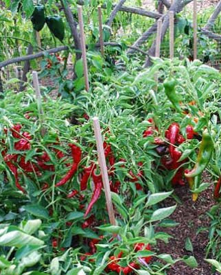 Staked chilli plants growing in rows