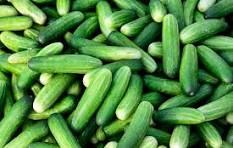 A heap of freshly harvested cucumbers
