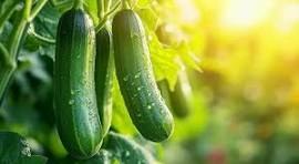 Cucumbers hanging on the vine